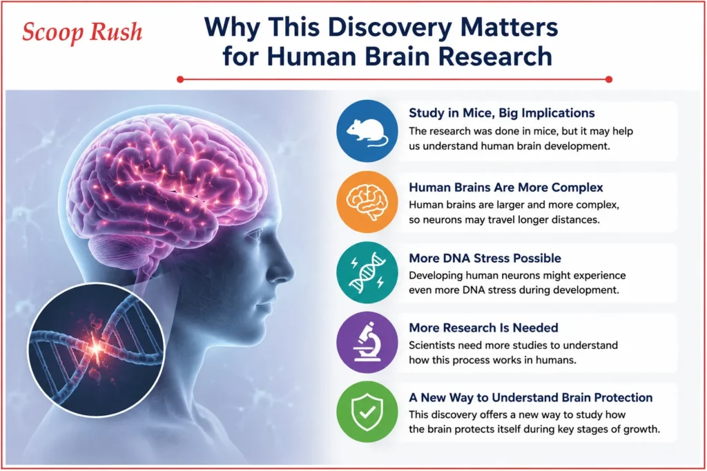 Why This Discovery Matters for Human Brain Research
