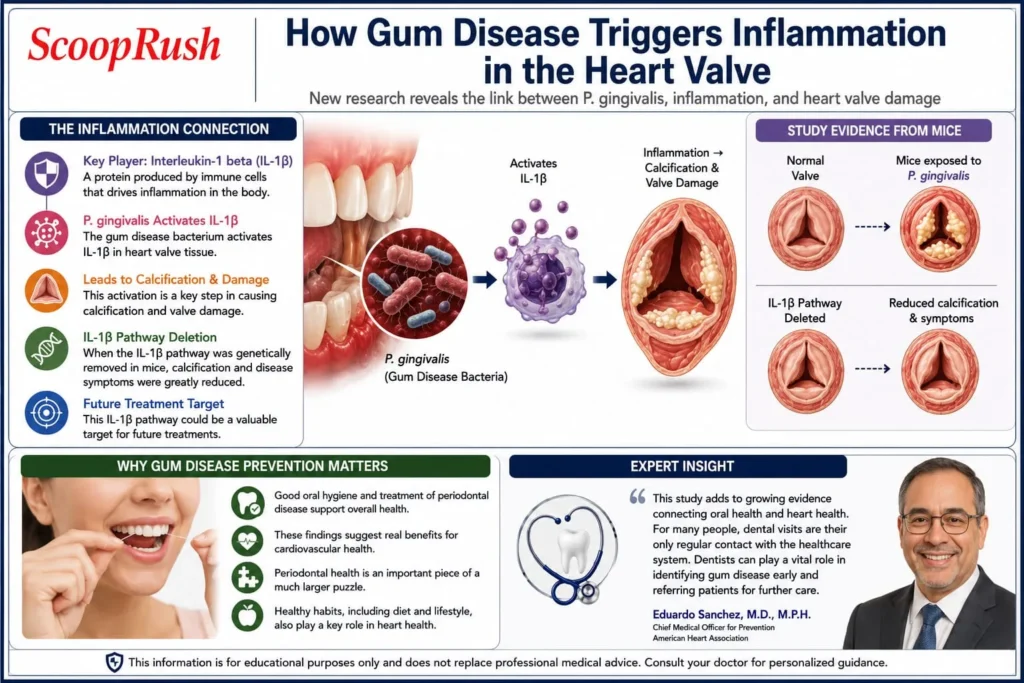 How Gum Disease Triggers Inflammation in the Heart Valve