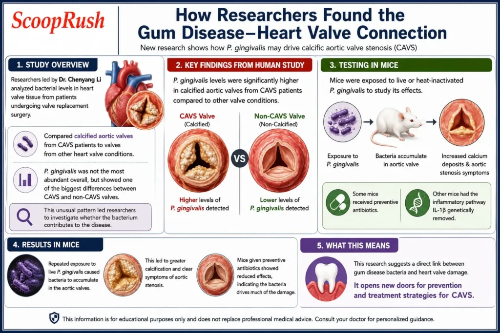 How Researchers Found the Gum Disease–Heart Valve Connection