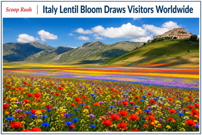Italy-Lentil-Bloom-Draws-Visitors-Worldwide